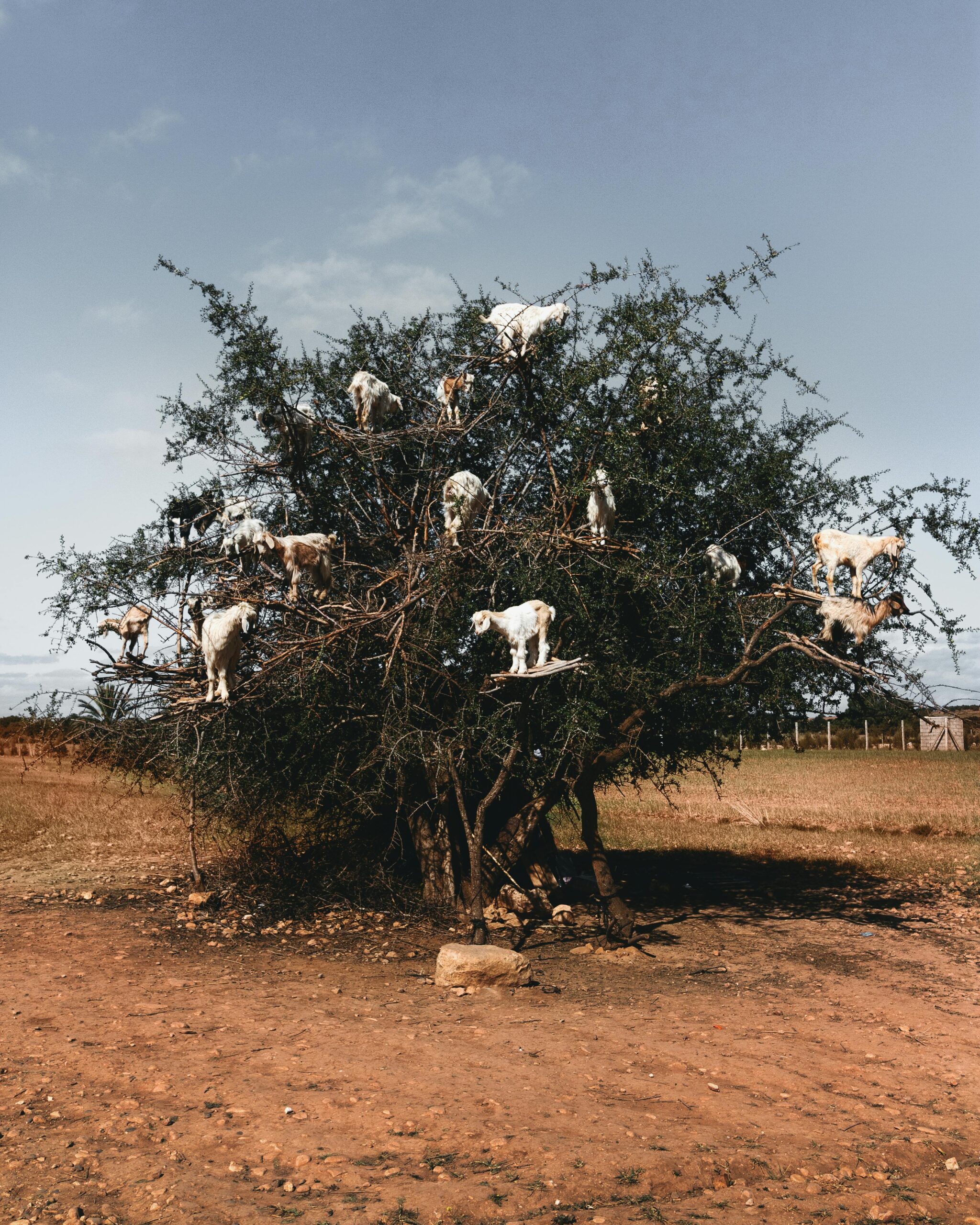 Goats at the top of the tree