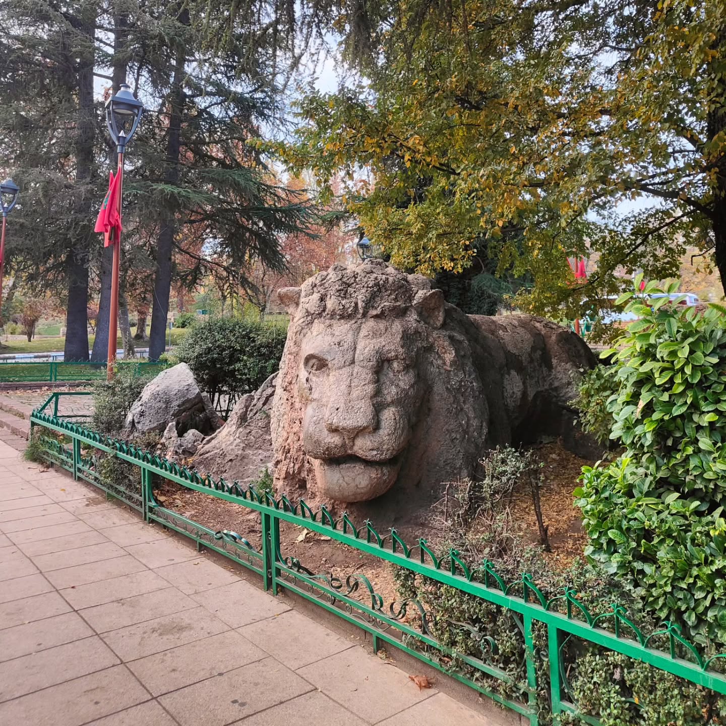 Ifrane Lion